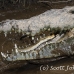 crocodile_american_tar_h_1536_cos2539.jpg